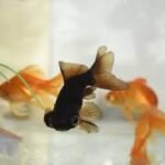 Black Moor Goldfish Care: Tips and Tricks