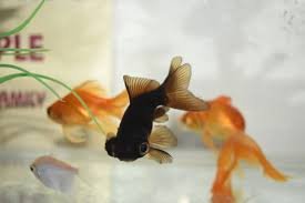Black Moor Goldfish Care: Tips and Tricks