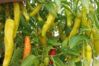 Where Can You Find hungarian wax pepper?