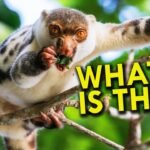 Uncovering the Mysteries of the cuscus